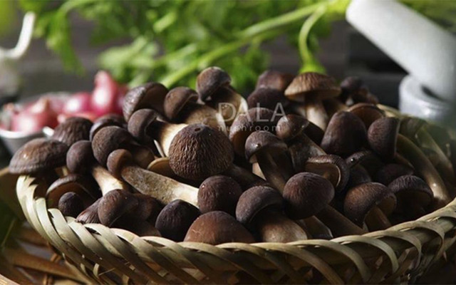 Dala Mushroom - Nấm Sạch Hữu Cơ Đà Lạt