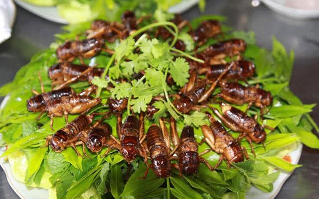 Đặc Sản Côn Trùng - Shop Online - Bình Long