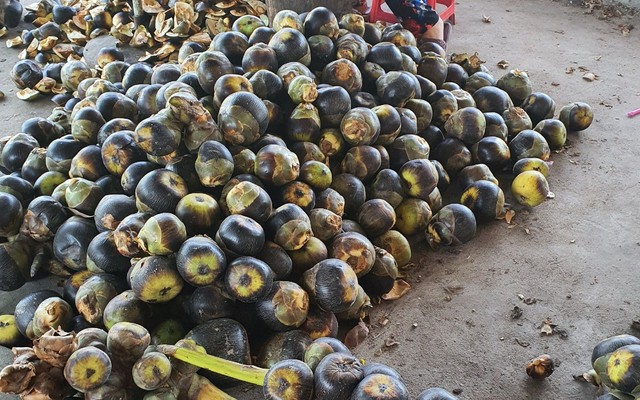 Thốt Nốt Bé Trang