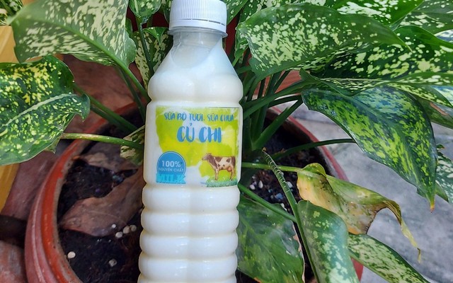 Cô Yến - Sữa Bò Củ Chi