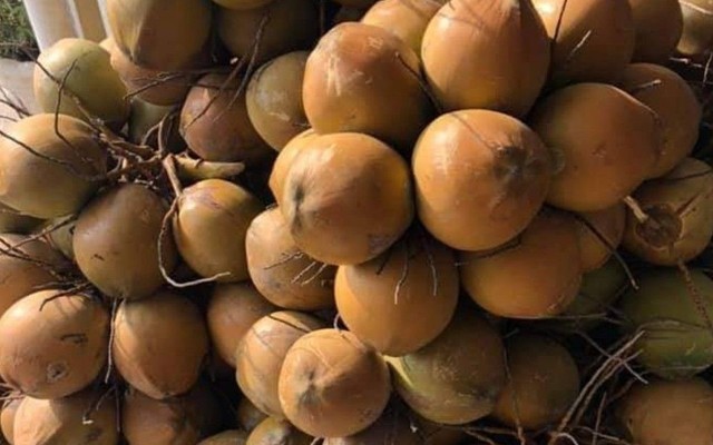 Linh Dừa - Dừa Xiêm, Nước Cốt Dừa & Rau Câu Trái Dừa