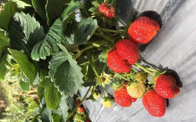 Dâu Tây Đà Lạt