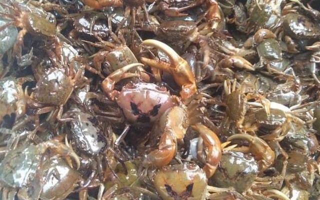 Luận Mạnh - Cua Đồng Omline