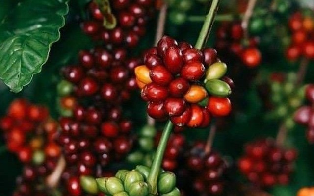 Napoli Coffee - Sinh Tố