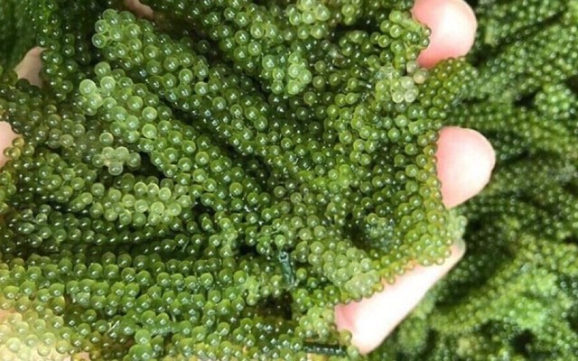 Minh Huy - Rong Biển & Rong Nho