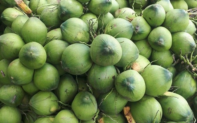 Dừa Siêm 81 - Nguyễn Phúc Chu