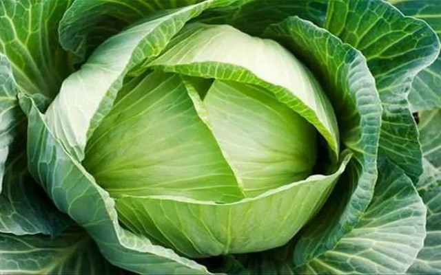 Cửa Hàng Rau Sạch Đà Lạt - Tên Lửa