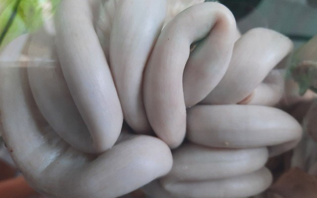 Lòng Hai Da Huyền Vũ - Bạch Đằng