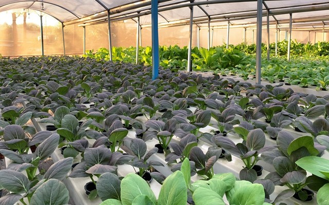 Nhiêt Đới Farm - Rau Thủy Canh - Thân Nhân Trung