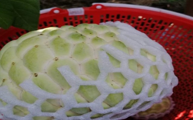 Trúc Ly - Trái Cây Tươi