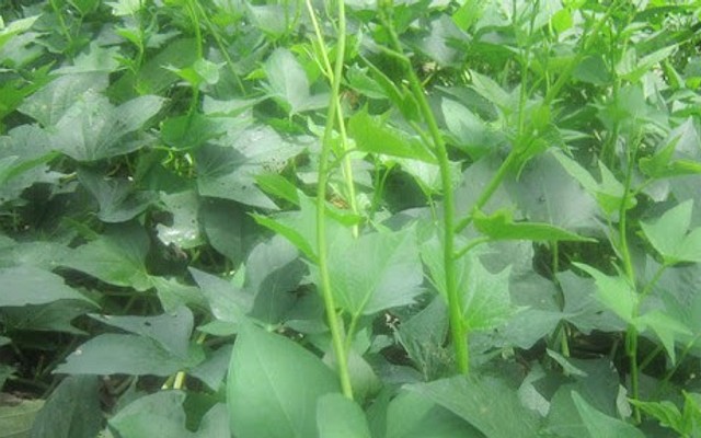 Rau Củ Mẹ Mít - Trương Phúc Phan 