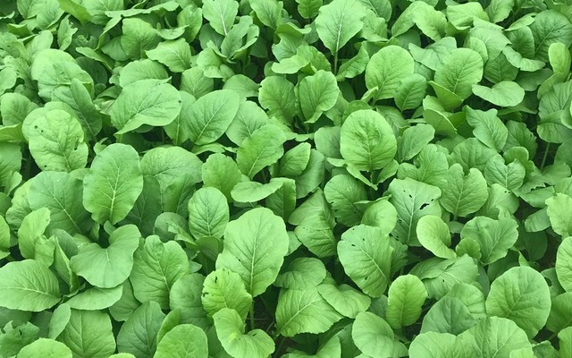 Vườn Rau Xanh Quận 12 - Đường HT11