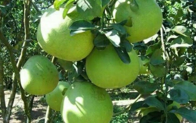 Lúa Mì - Phạm Thị Giây