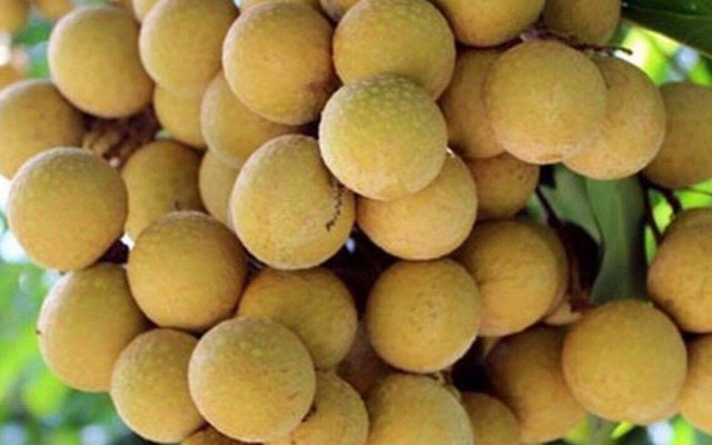 Hoa Quả Đồng Quê - Ngõ Thái Thịnh 1