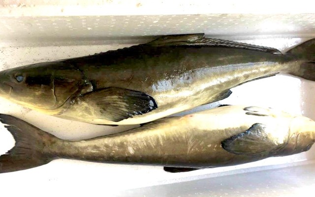 Hải Sản Hồng Anh - Đặc Sản Ngư Dân Xứ Quảng