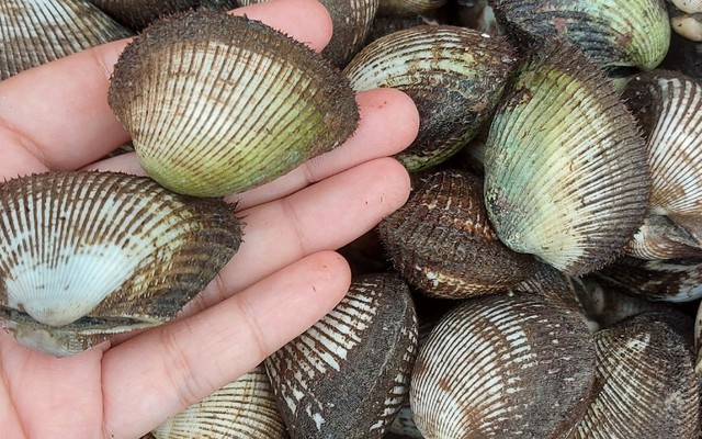 Hải Sản Tươi Sống Terry Luan - Ốc Nhảy & Ốc Hương - Đường Số 8