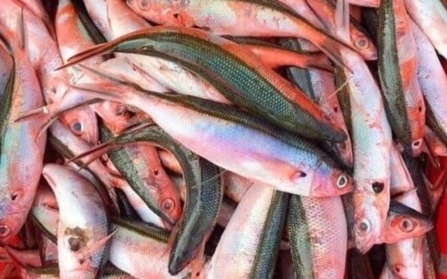 Thiên Huy - Đặc Sản Miền Trung