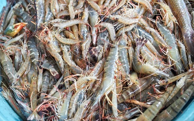 Cua Chắc Cà Mau - Hải Sản Tươi Sống