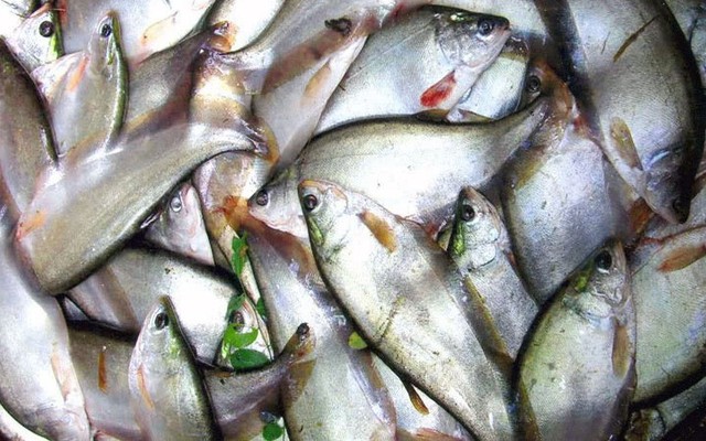TÂM VIỆT FOOD - Thịt Cá & Các Loại Thực Phẩm Tươi