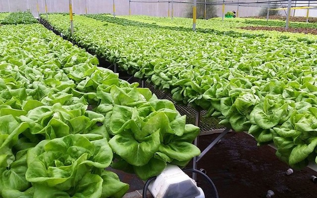 Rau Củ Đà Lạt 1000 - Tân Quý