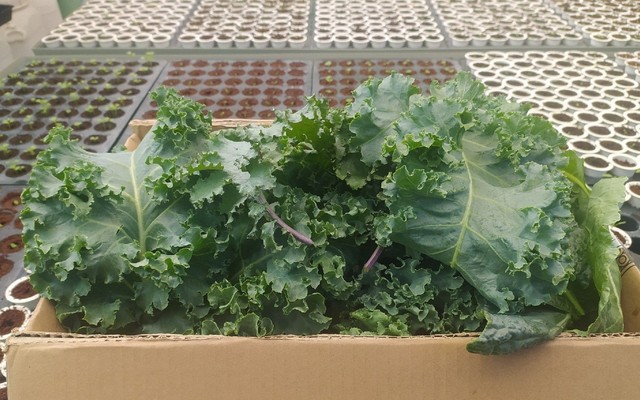ATP Farm Kale - Cỏ Lúa Mì & Rau Non Baby Nhật - Trương Quyền