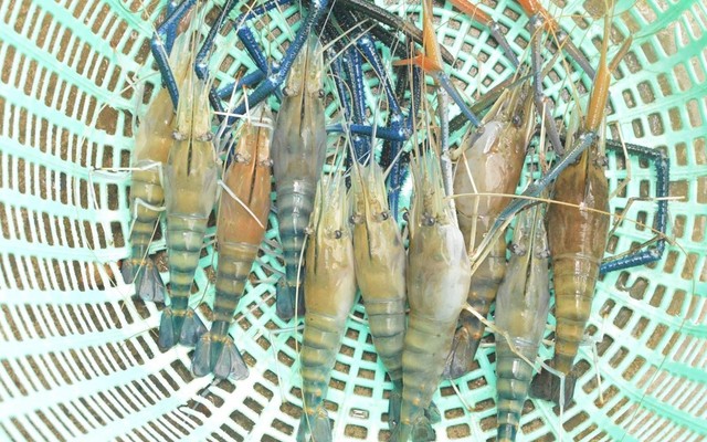 TB Mart - Thực Phẩm Tươi Sống - Hoàng Văn Hợp