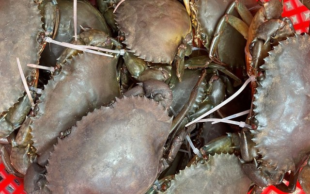 Hải Sản Linh Lion - Nguyễn Văn Cừ