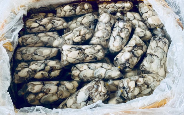 Bà Di - Hàu Sữa - Tân Hương