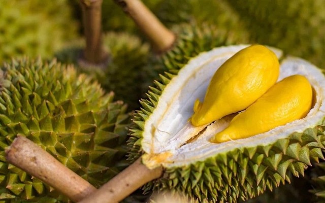 Sầu Riêng Sạch - Trái Cây Sạch - Trường Sa