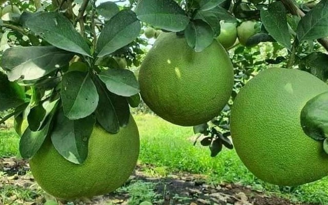 My Tú - Trái Cây & Nông Sản Miền Tây - Hoàng Hoa Thám