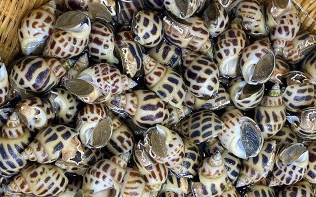 Hải Sản Nhanh Seafood - Ốc Tươi Sống Các Loại & Cua Biển Dây Sạch