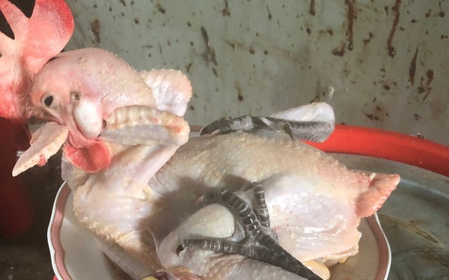 Gà Ta Thả Vườn Ngọc Phát - Thoại Ngọc Hầu