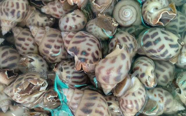 Lê Đoàn - Hải Sản & Cá Mực Khánh Hoà - Dương Bá Trạc