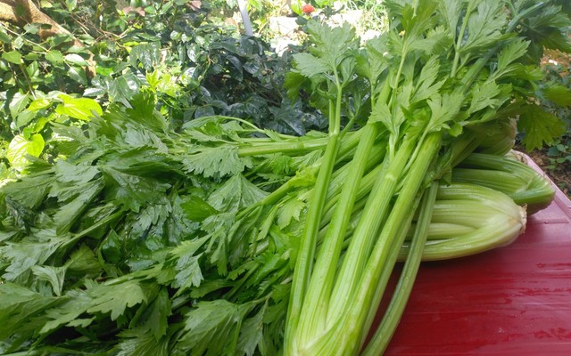Cherry Phương - Rau Củ Đà Lạt - Đặng Đức Thuật