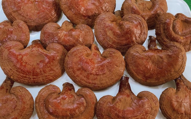 Trại Nấm Lico An Thịnh - Xuân Thủy