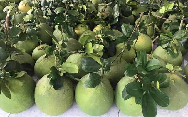 Vivi Fruit - Lê Văn Sỹ