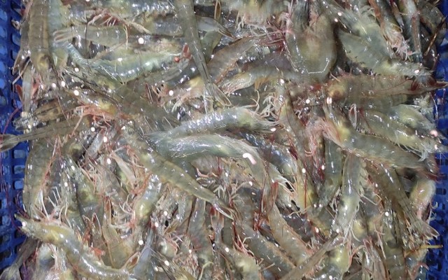 Thảo House - Gà Vịt Nóng Tươi Ngon - Tân Hải
