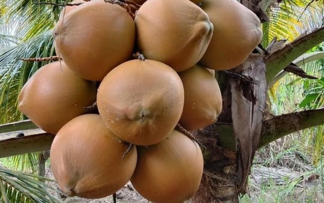 Vựa Dừa Bé Oanh - 99 Nam Cao