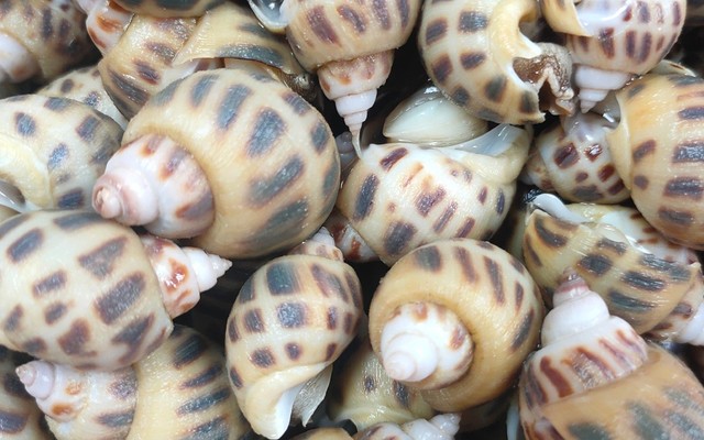 Hải Sản Phương Nam - Các Loại Ốc Tươi