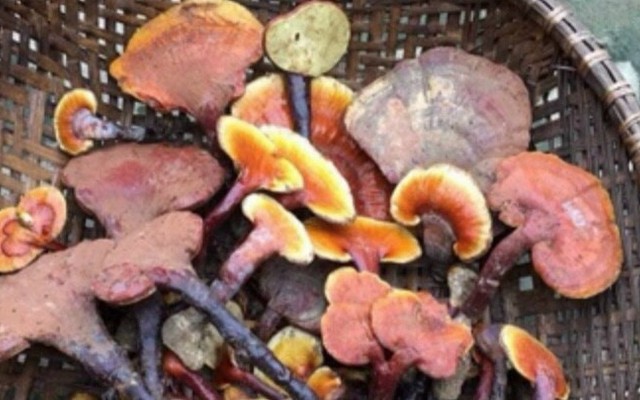 Đặc Sản 365 - Thảo Dược Tây Bắc - Lê Văn Thịnh