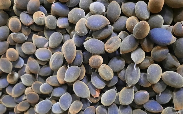 Lê Trang - Trái Cây Sạch Vùng Núi