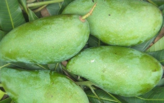 Thị Mẹt - Xoài Tứ Quý - Củ Chi