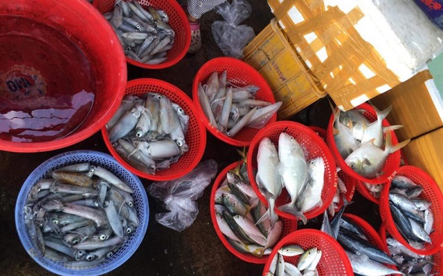 Quang Tèo - Hải Sản & Rau Củ Quả