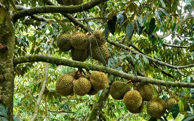 Tiệm Trái Cây Nhà Trồng - Sầu Riêng Đắk Lắk - Nguyễn Thượng Hiền