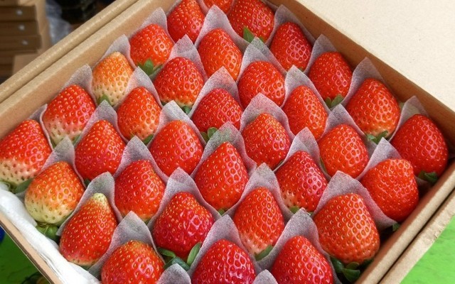 Bà Trần Quán - Dâu Tây Đà Lạt & Nem Tré Bình Định - CMT8