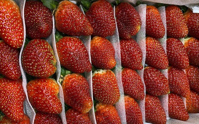 DUNG ỐC HƯƠNG - DÂU MỸ