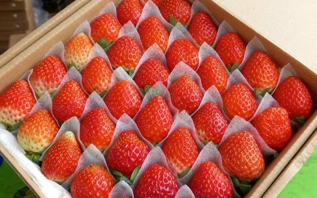 Ami Market - Dâu Tây Trồng Thủy Canh - Kênh Tân Hóa