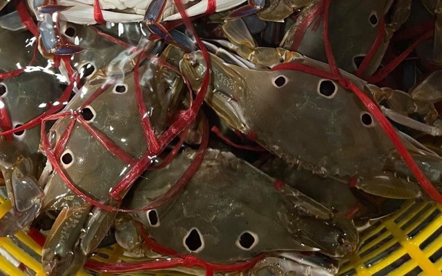 Hải Sản Cửa Lò - Hà Huy Tập - Shop Online