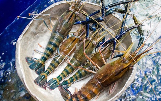 Hải Sản Bé Lùn - Hồ Đắc Di