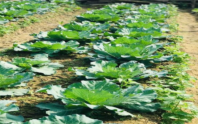 Ăn Chuẩn Healthy Food - Lê Duẩn